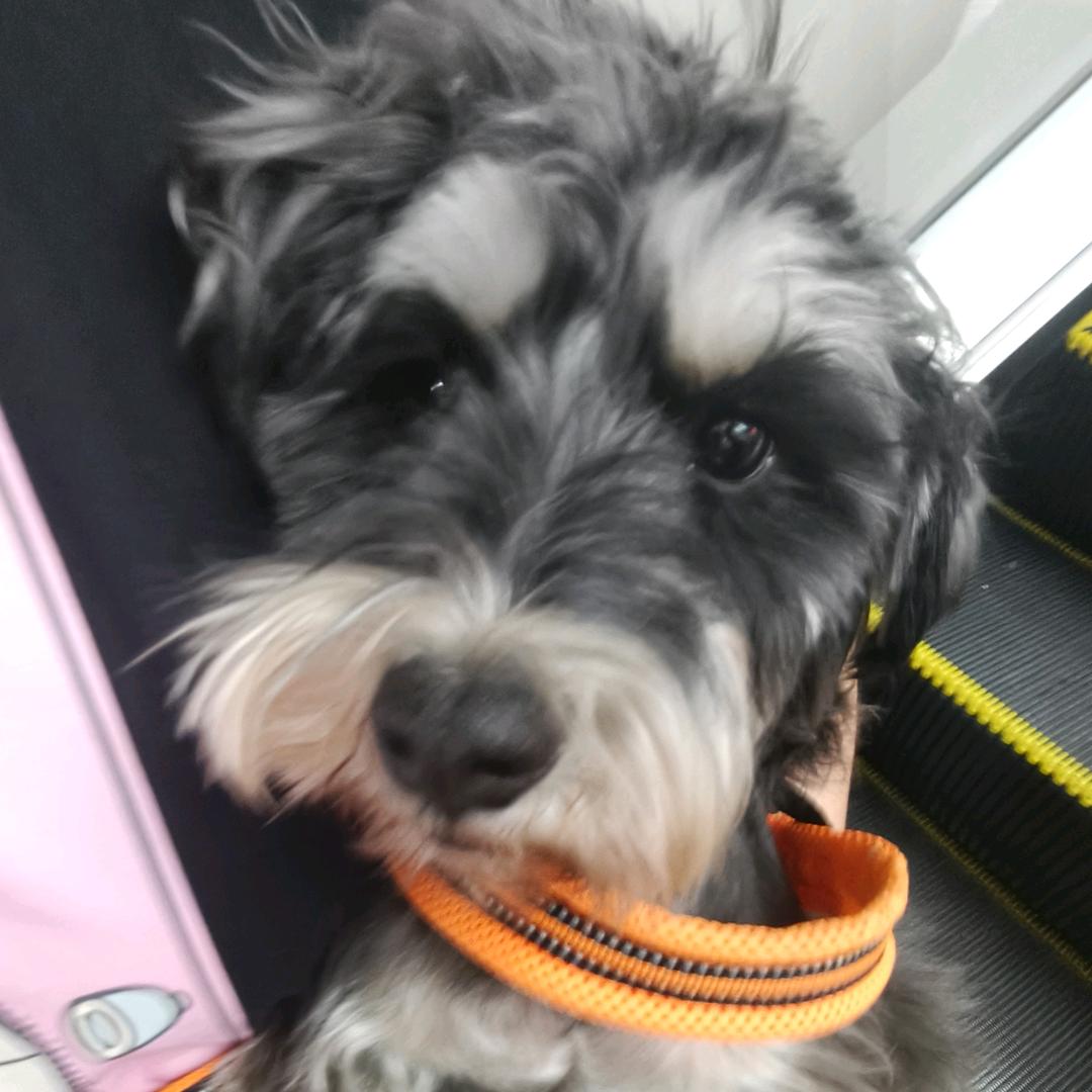 CX_Stray的头像